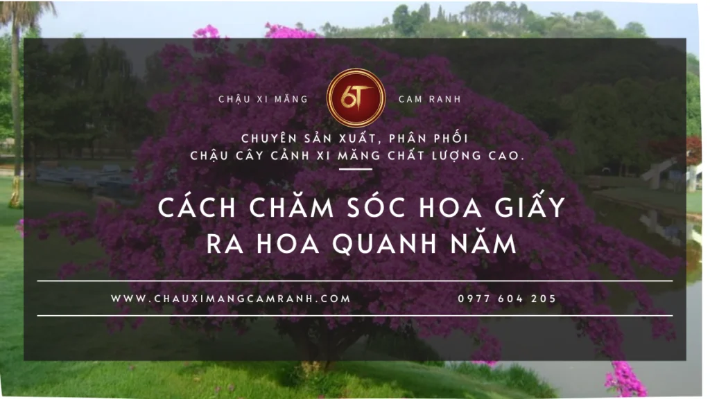 Cách chăm sóc hoa giấy ra hoa quanh năm