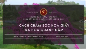Cách chăm sóc hoa giấy ra hoa quanh năm