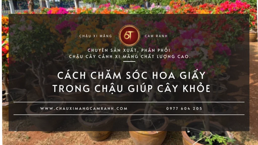 Cách chăm sóc hoa giấy trong chậu giúp cây khỏe