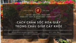 Cách chăm sóc hoa giấy trong chậu giúp cây khỏe