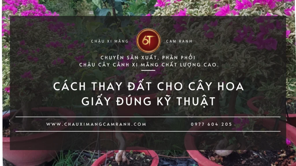 Cách thay đất cho cây hoa giấy đúng kỹ thuật