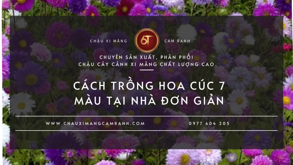 Cách trồng hoa cúc 7 màu tại nhà đơn giản