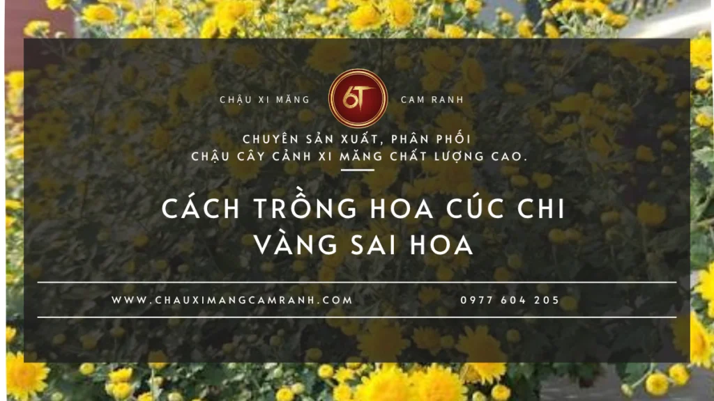 Cách trồng hoa cúc chi vàng sai hoa