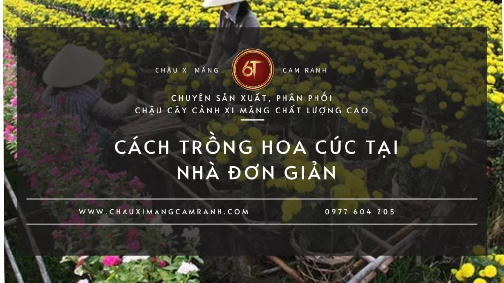 Cách trồng hoa cúc tại nhà đơn giản