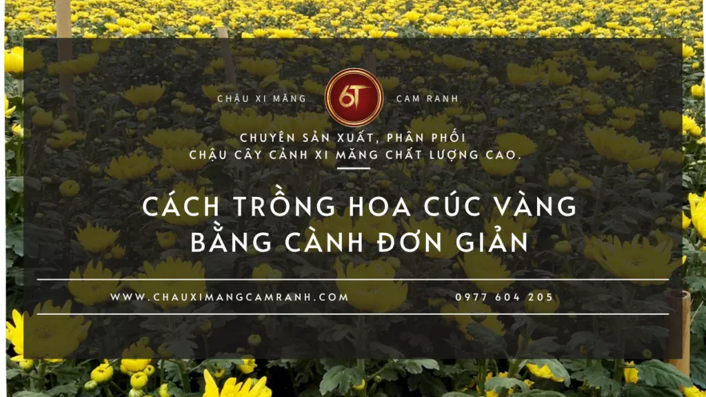Cách trồng hoa cúc vàng bằng cành đơn giản