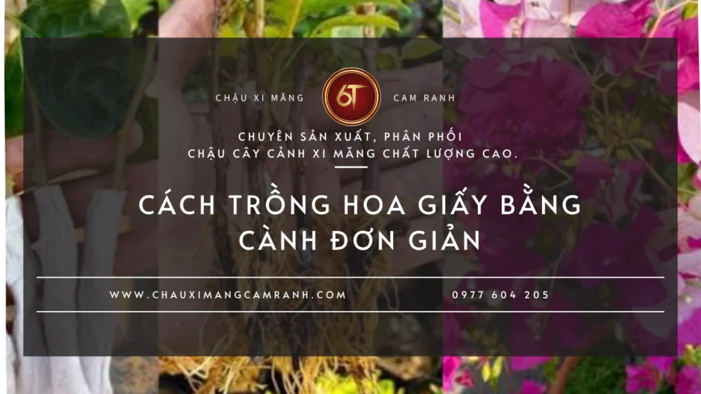 Cách trồng hoa giấy bằng cành đơn giản