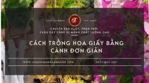 Cách trồng hoa giấy bằng cành đơn giản
