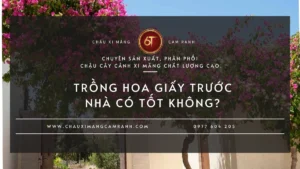Trồng hoa giấy trước nhà có tốt không