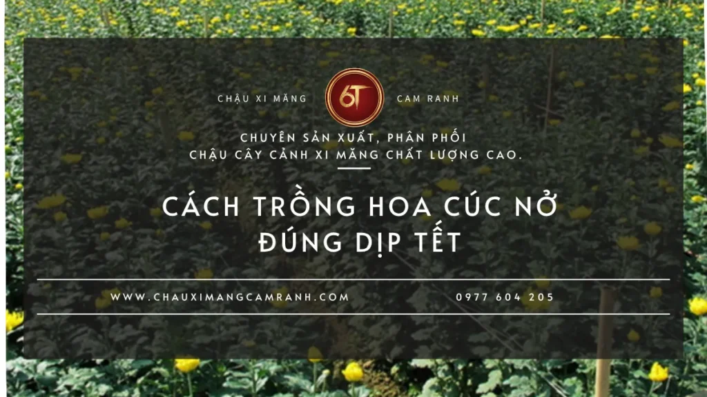 Hoa Cúc Mất Bao Lâu Để Nở?