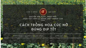 Hoa Cúc Mất Bao Lâu Để Nở?