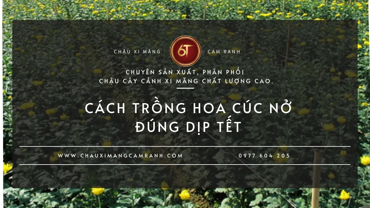 Hoa Cúc Mất Bao Lâu Để Nở?