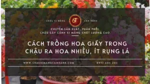 Trồng Hoa Giấy Trong Chậu Có Dễ Ra Hoa Không?