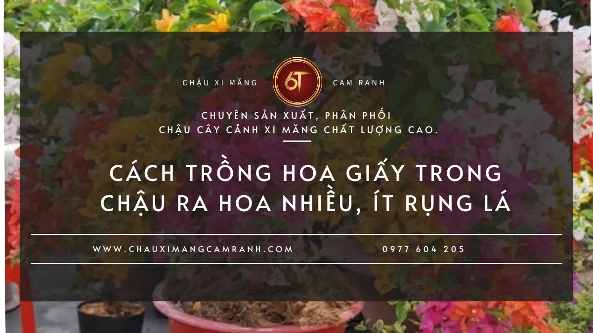 Trồng Hoa Giấy Trong Chậu Có Dễ Ra Hoa Không?