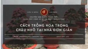Trồng Hoa Trong Chậu Nhỏ Có Khó Không?