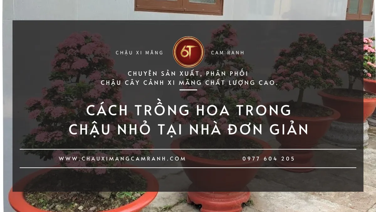 Trồng Hoa Trong Chậu Nhỏ Có Khó Không?