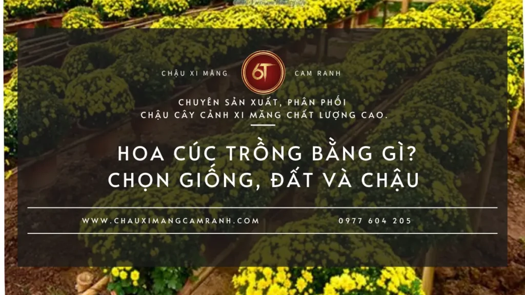 Hoa Cúc Trồng Bằng Gì?