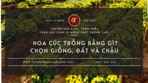 Hoa Cúc Trồng Bằng Gì?
