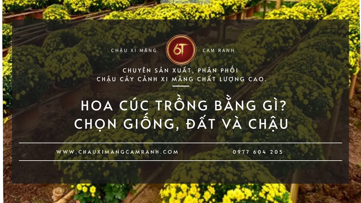 Hoa Cúc Trồng Bằng Gì?