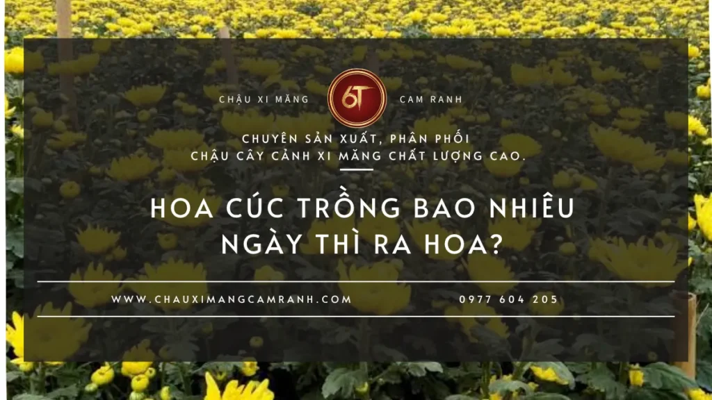 Hoa Cúc Trồng Bao Nhiêu Ngày Thì Nở?