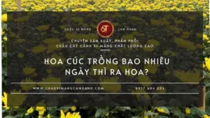Hoa Cúc Trồng Bao Nhiêu Ngày Thì Nở?