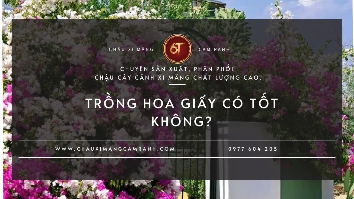 Trồng Hoa Giấy Có Tốt Không?