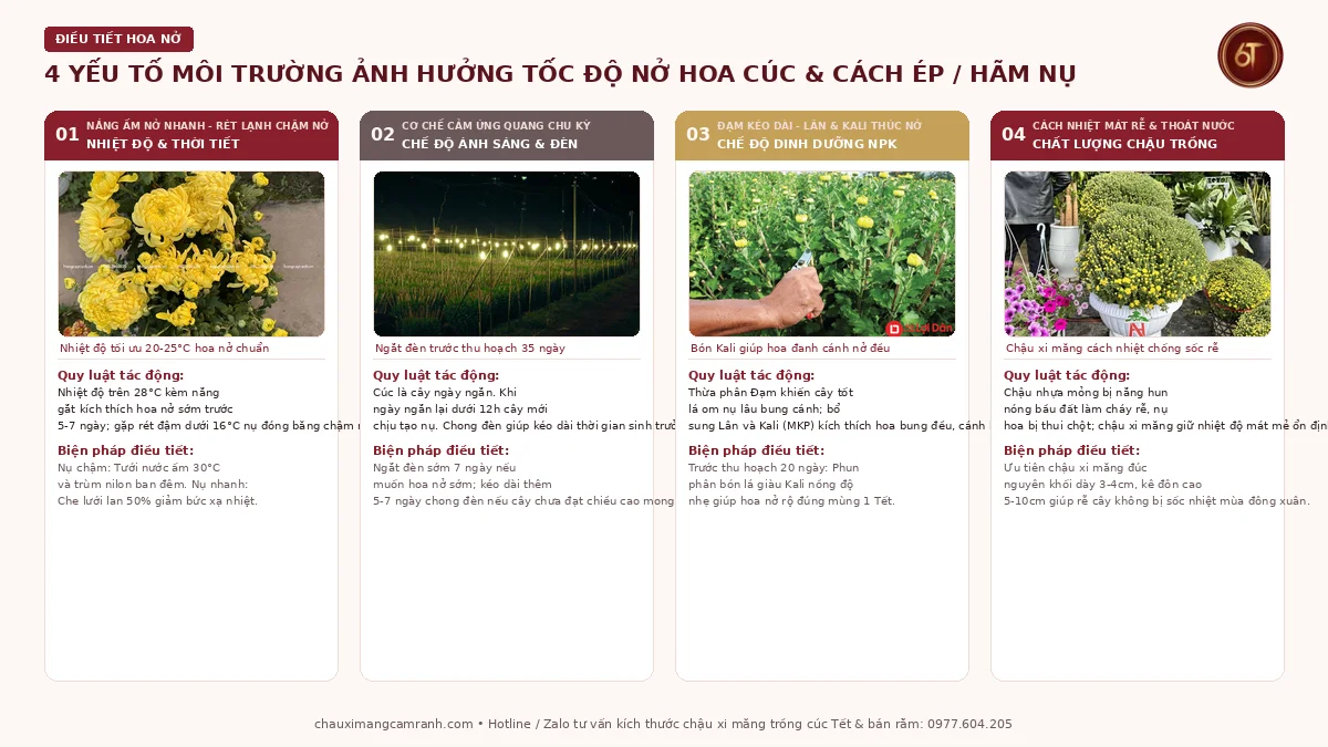 4 yếu tố môi trường ảnh hưởng đến thời gian hoa cúc ra hoa và cách điều tiết