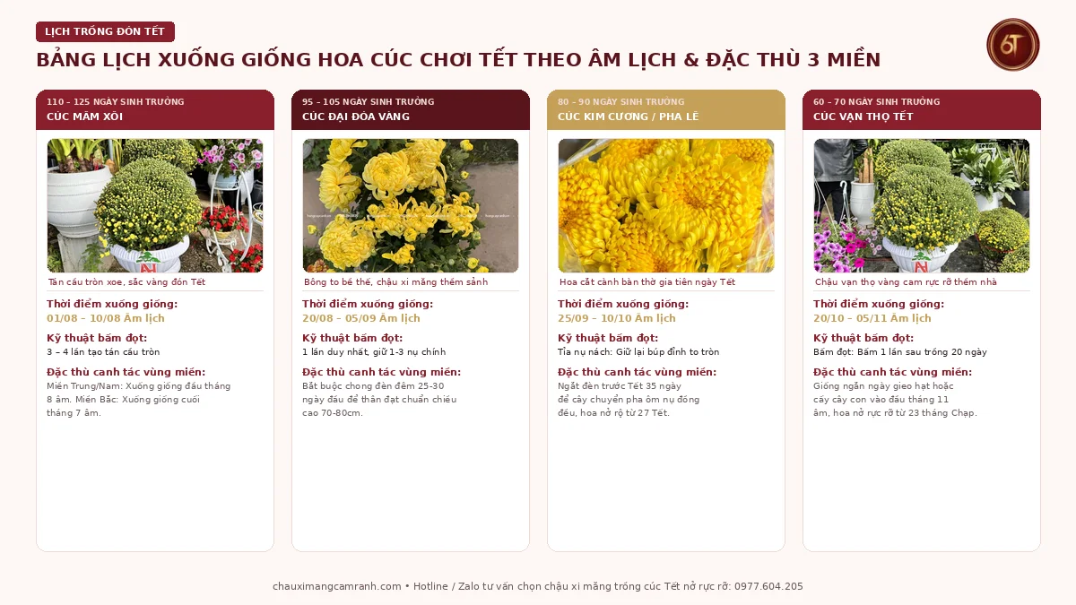 Bảng lịch xuống giống hoa cúc chơi Tết theo tháng âm lịch và đặc thù 3 miền