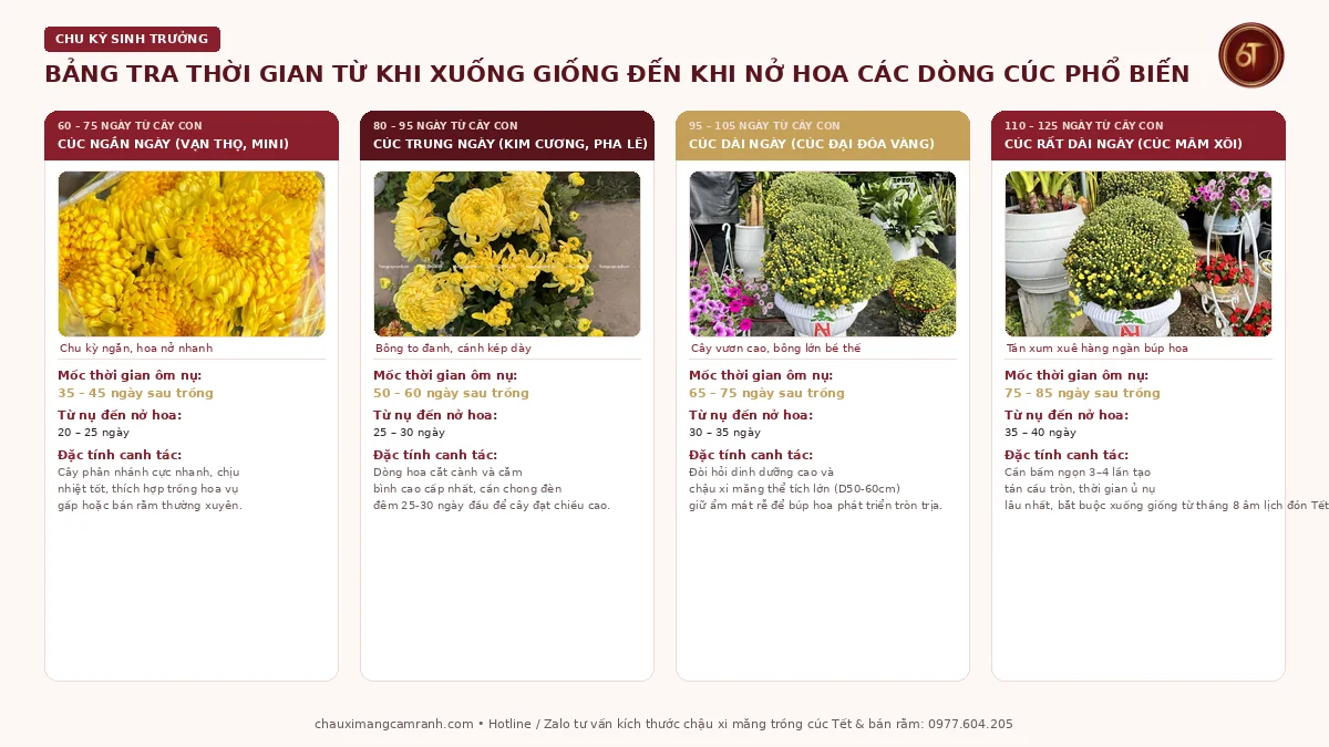 Bảng tra thời gian sinh trưởng và ngày nở hoa của các giống cúc phổ biến