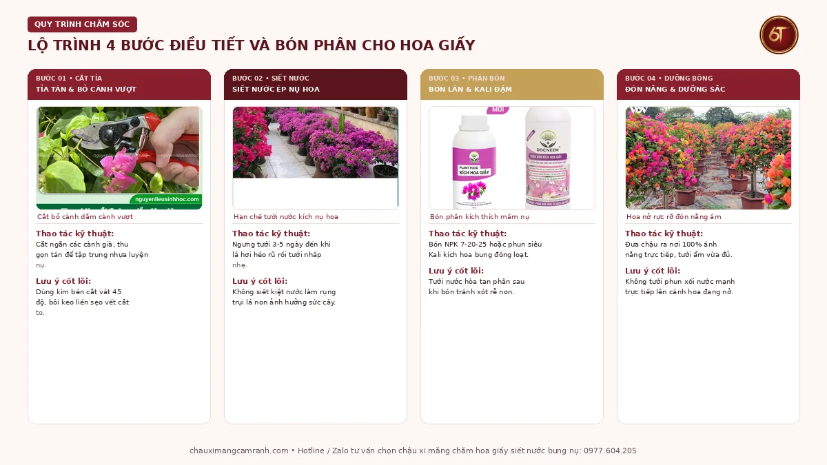 Lộ trình 4 bước kỹ thuật tưới nước và siết nước ép hoa giấy ra hoa