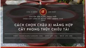Cách chọn chậu xi măng hợp cây phong thủy chiêu tài