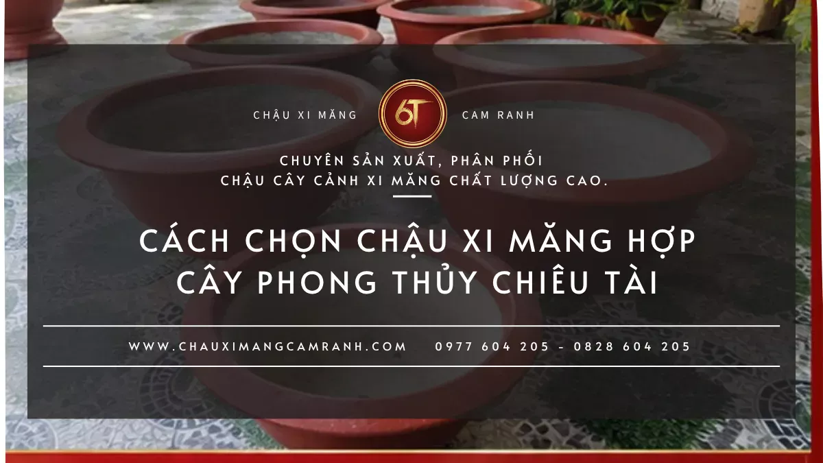 Cách chọn chậu xi măng hợp cây phong thủy chiêu tài