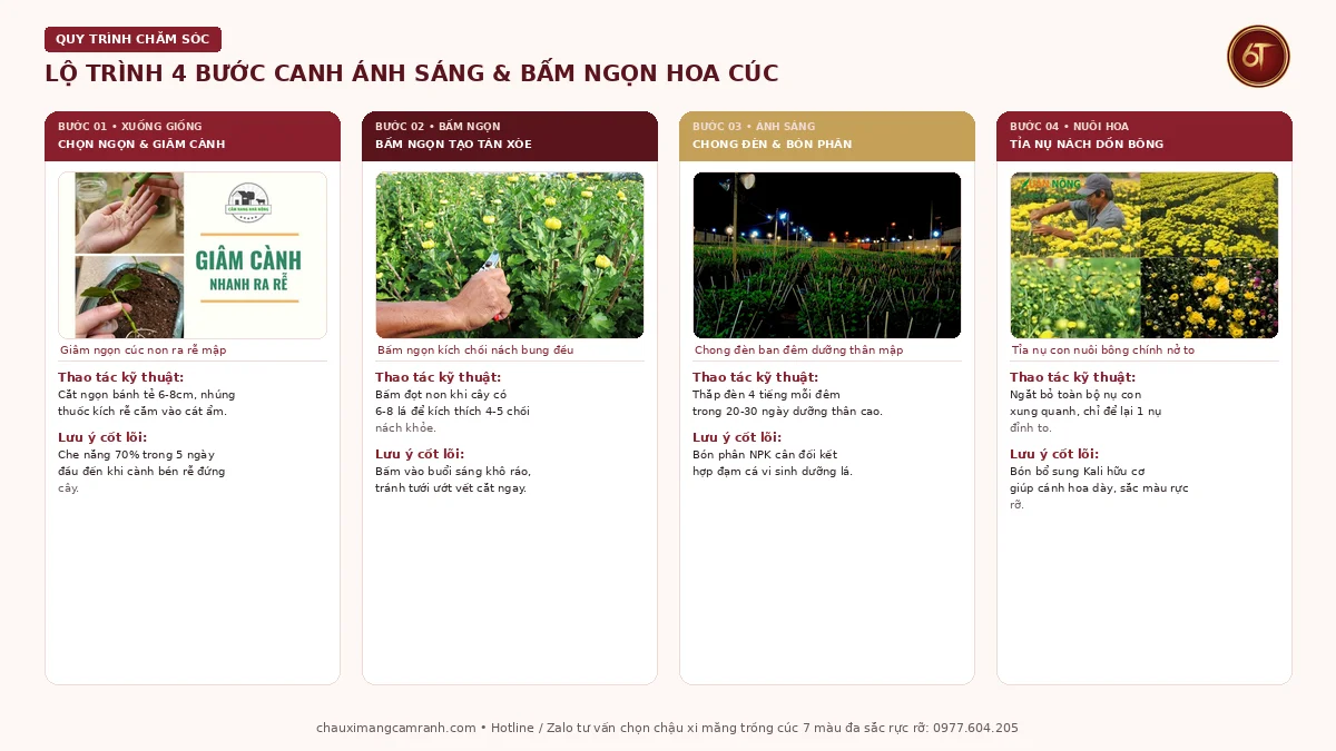 Lộ trình 4 bước kỹ thuật bấm ngọn và chong đèn cho hoa cúc