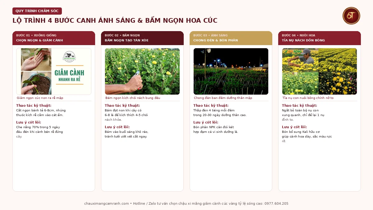 Lộ trình 4 bước kỹ thuật bấm ngọn và chong đèn cho hoa cúc