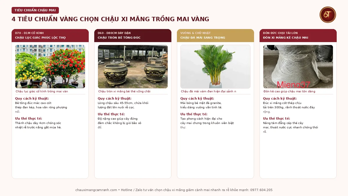Tiêu chuẩn chọn chậu xi măng trồng mai vàng cách nhiệt chống úng rễ