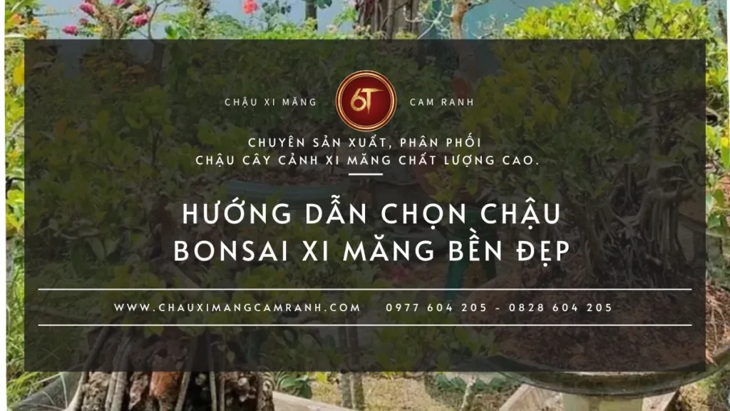 Hướng dẫn chọn chậu xi măng phù hợp cho cây bonsai