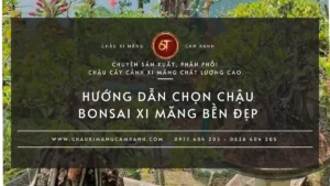 Hướng dẫn chọn chậu xi măng phù hợp cho cây bonsai