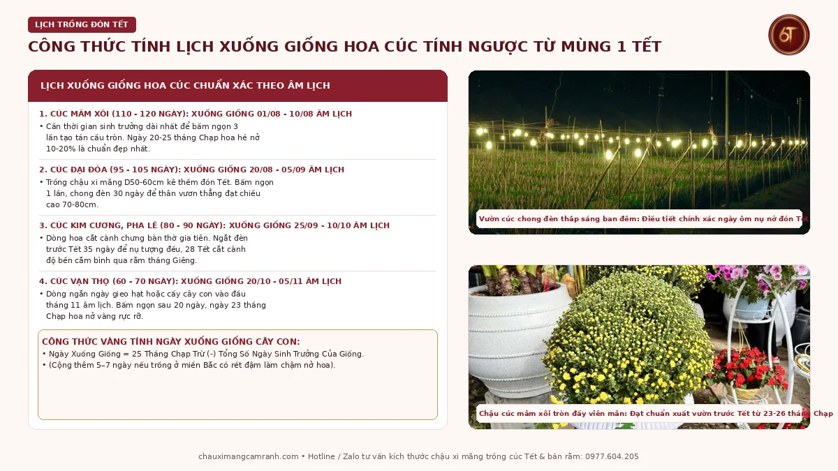 Công thức tính ngày xuống giống hoa cúc Tết âm lịch chuẩn xác từng ngày