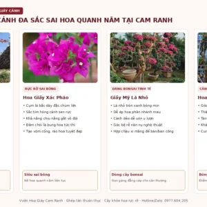 Cây Hoa Giấy Cảnh