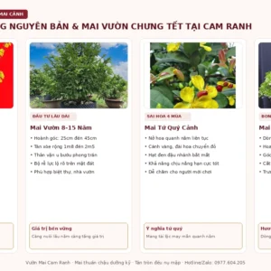 Cây Hoa Mai Cảnh