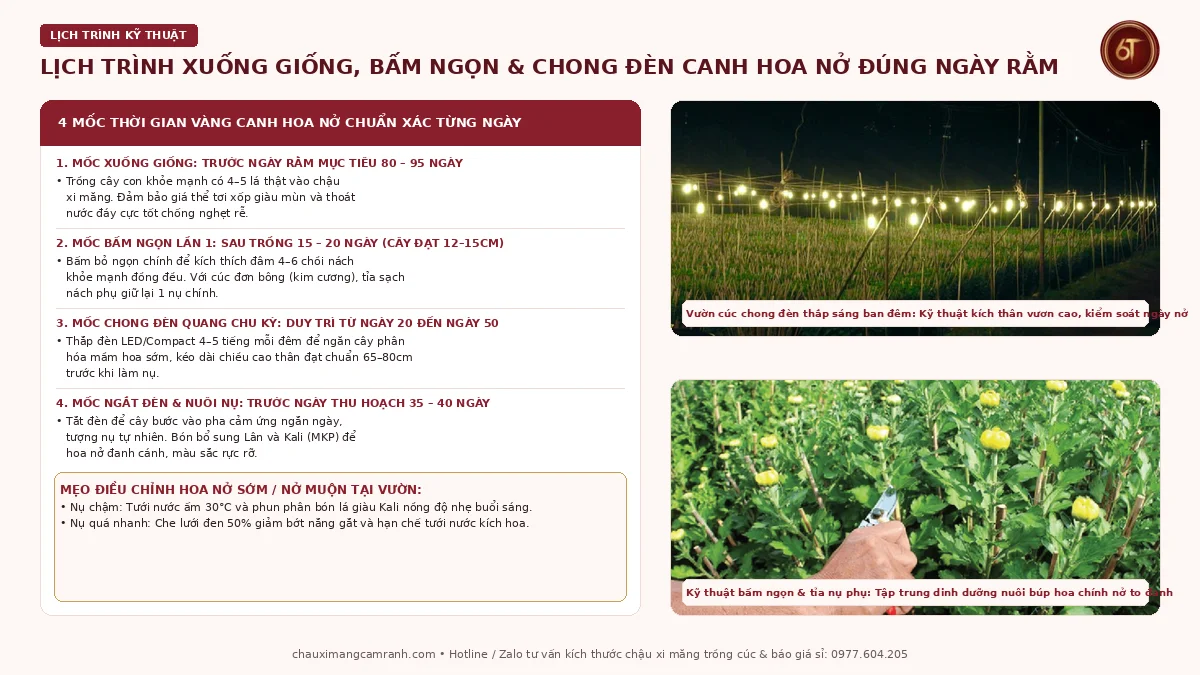 Lịch trình kỹ thuật canh hoa cúc nở đúng ngày rằm và mùng 1 hàng tháng