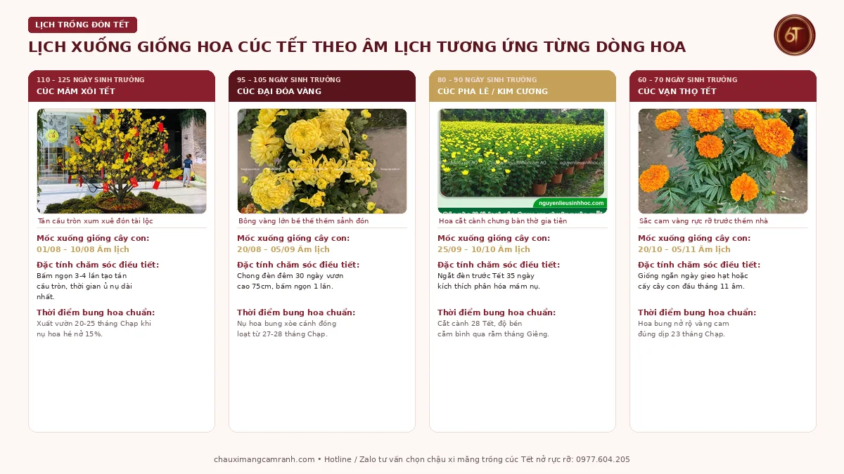 Lịch xuống giống 4 giống hoa cúc Tết chuẩn âm lịch theo từng dòng hoa