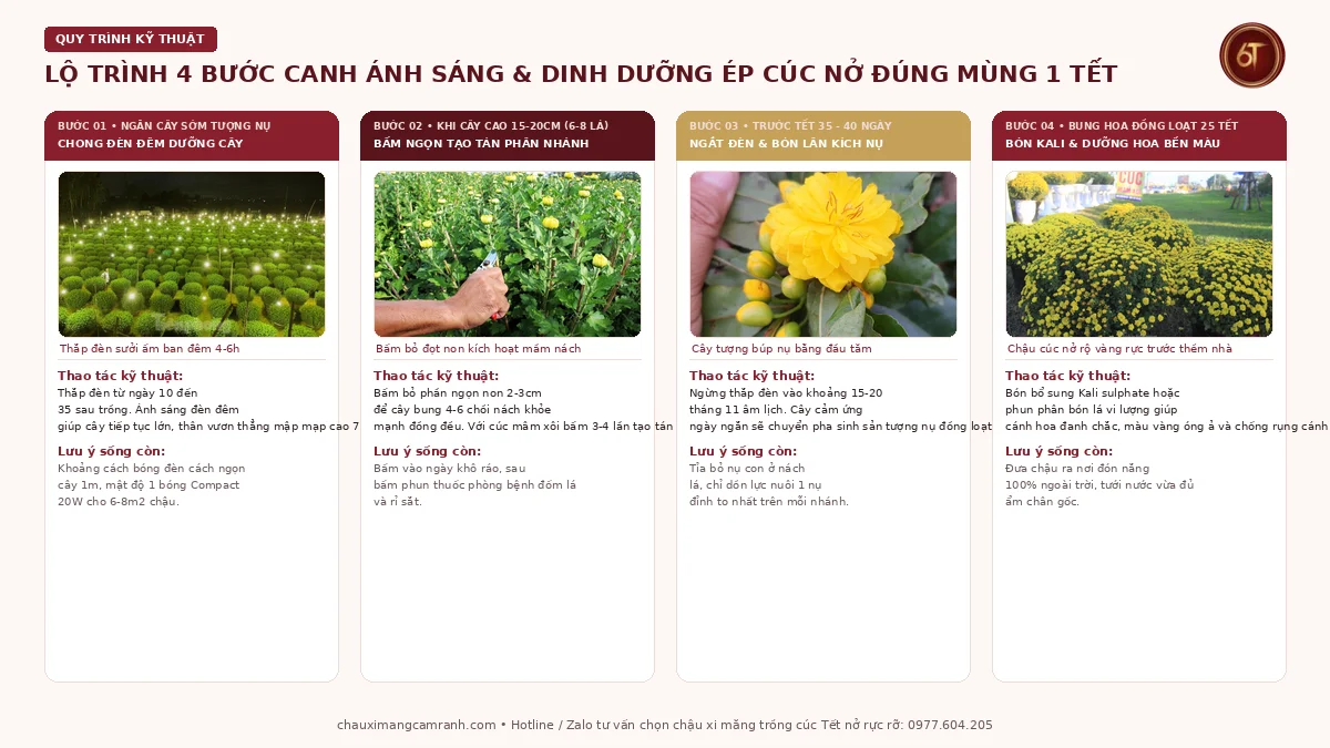 Lộ trình 4 bước canh ánh sáng và dinh dưỡng ép hoa cúc nở đúng mùng 1 Tết
