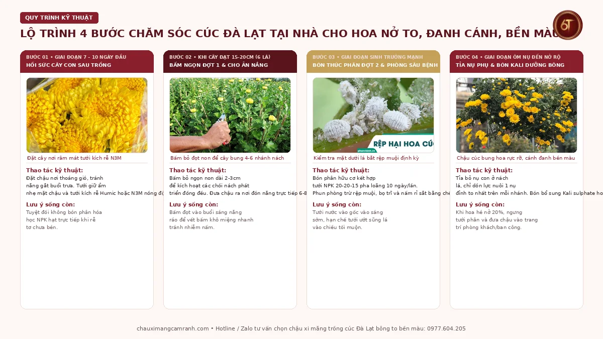 Lộ trình 4 bước chăm sóc hoa cúc Đà Lạt tại nhà giúp bông nở to đanh cánh bền màu