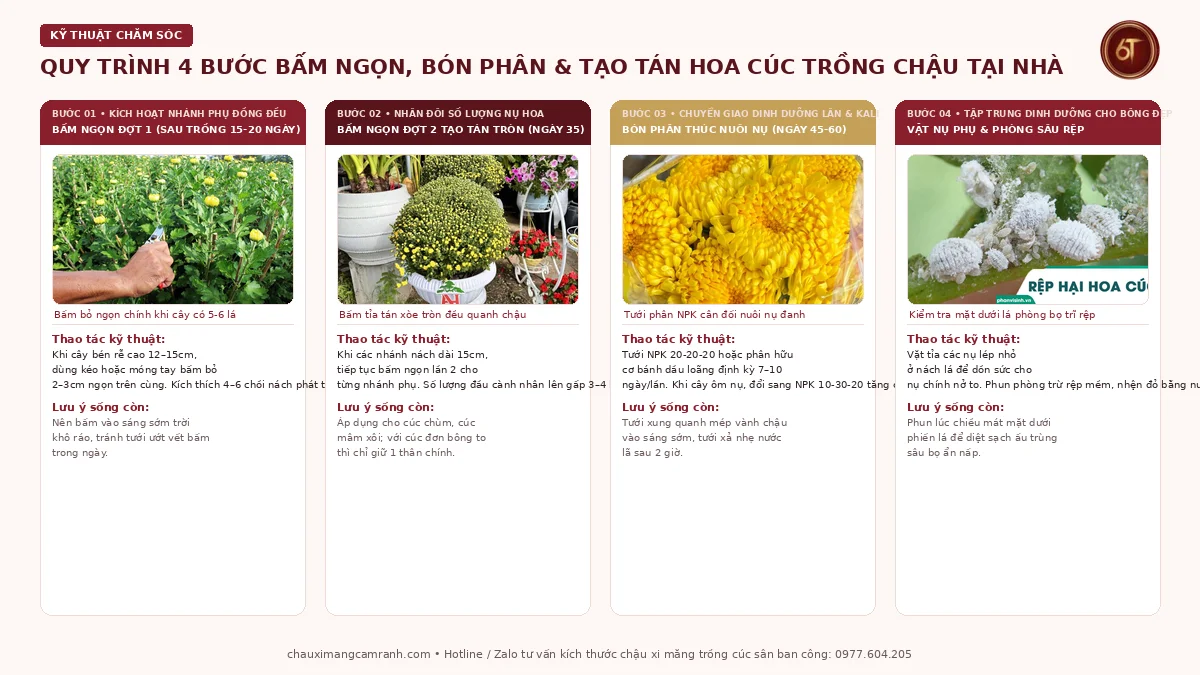 Quy trình 4 bước chăm sóc bón phân và bấm ngọn tạo tán hoa cúc trồng chậu tại nhà