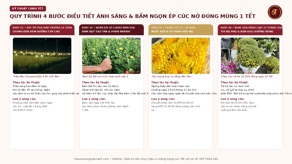 Quy trình 4 bước chong đèn đêm và bấm ngọn ép hoa cúc nở rộ đúng mùng 1 Tết