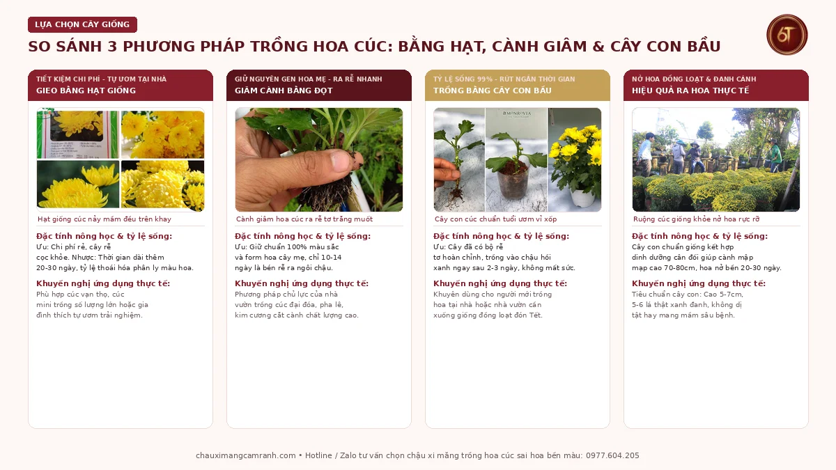 So sánh 3 phương pháp trồng hoa cúc bằng hạt bằng cành giâm và cây con bầu
