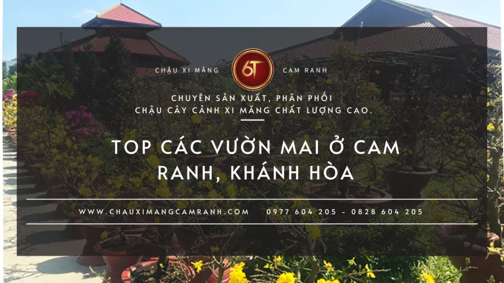 Các vườn Mai ở Cam Ranh, Khánh Hòa