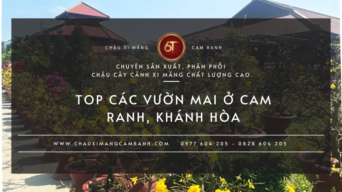 Các vườn mai ở Cam Ranh, Khánh Hòa