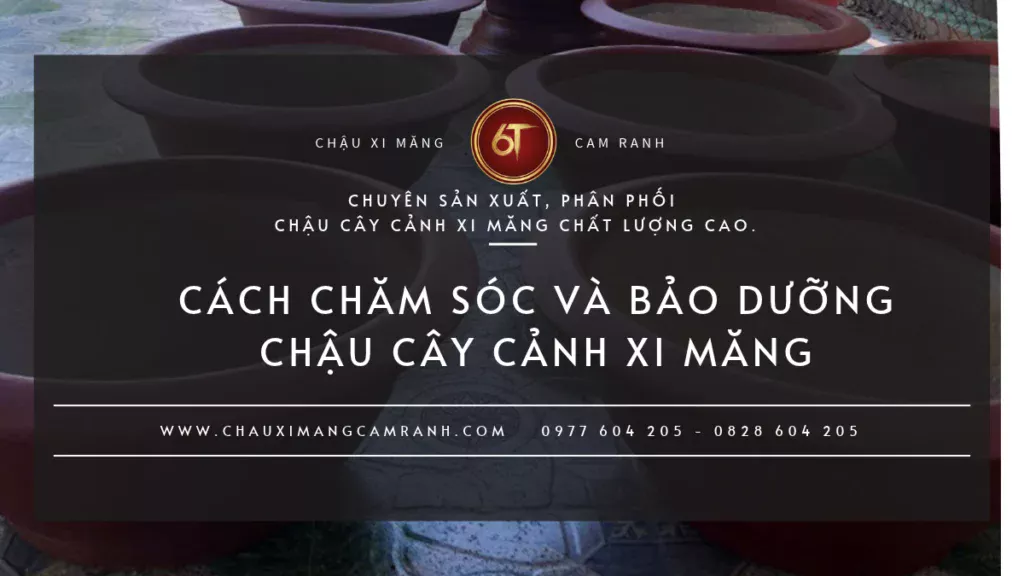 Cách chăm sóc và bảo dưỡng chậu cây cảnh xi măng