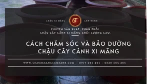 Cách chăm sóc và bảo dưỡng chậu cây cảnh xi măng